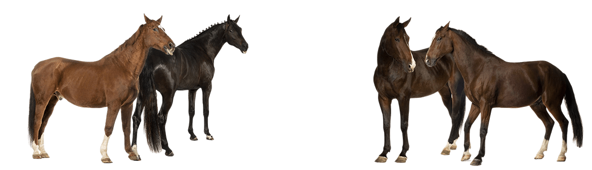 caballos sin fondo - fisioterapia equina