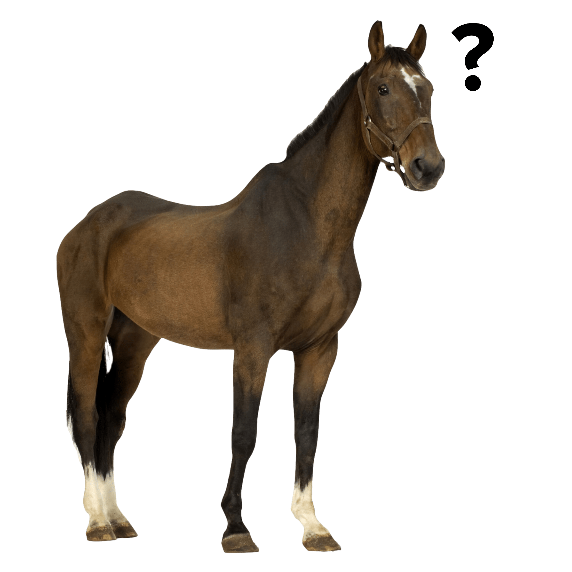 terapia y tratamientos para caballos - electroterapia y fisioterapia equina