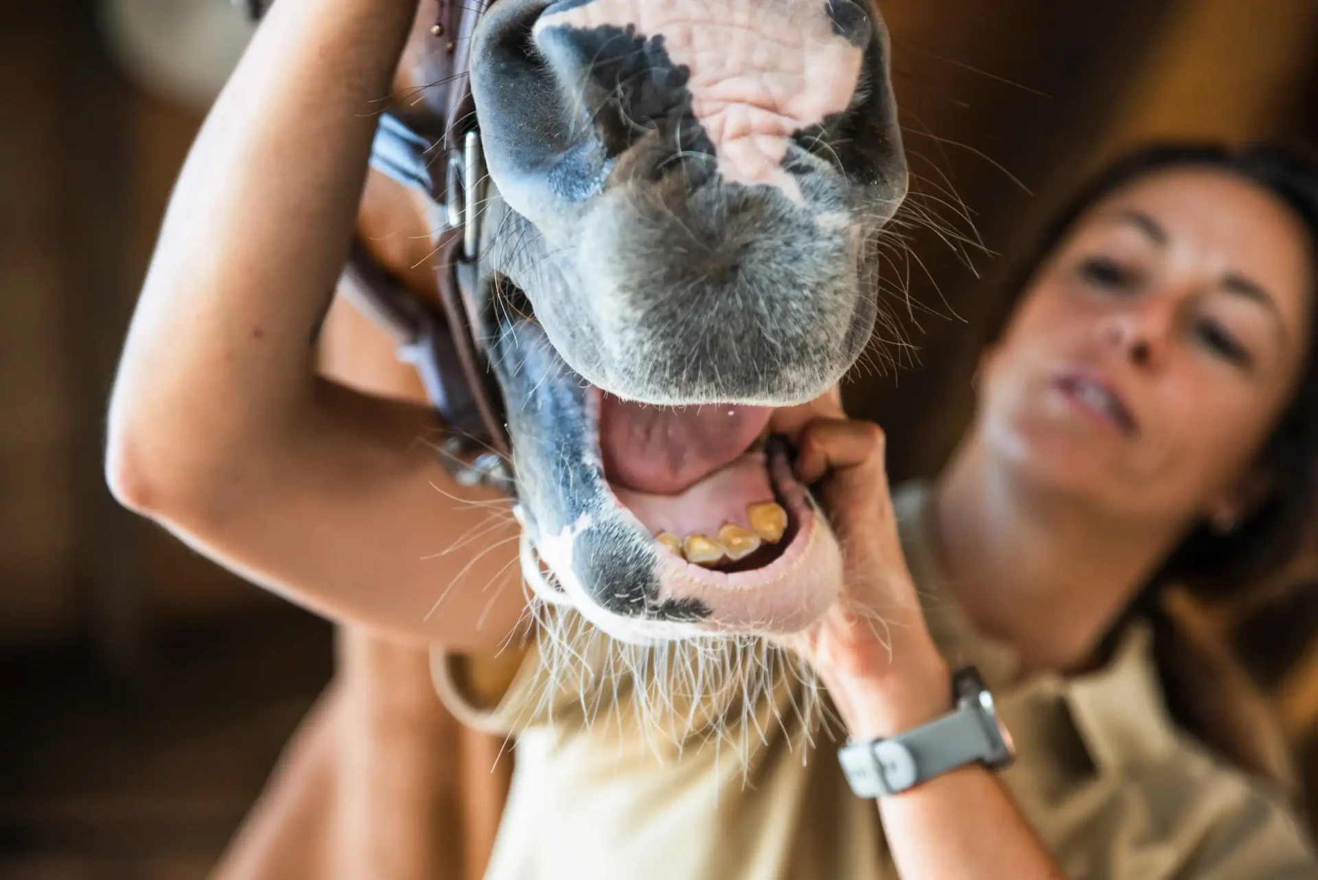 terapia y tratamientos para caballos - fisioterapia equina