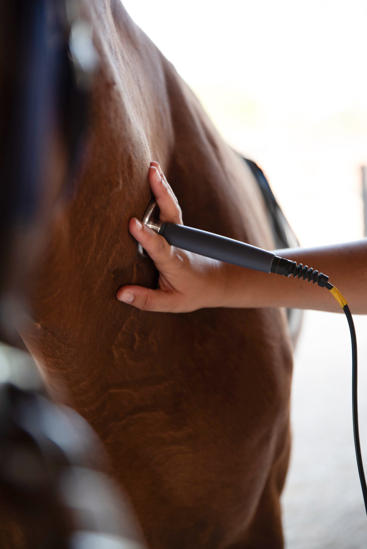 electroterapia y tratamientos fisioterapia equina paa caballos